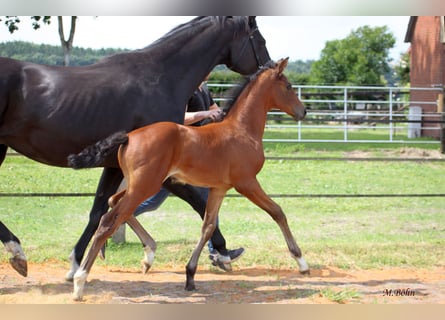 Hanoverian, Mare, , 16,3 hh, Brown