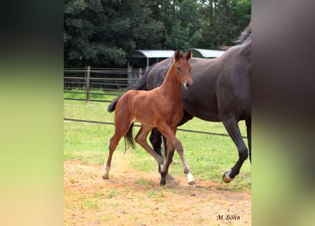 Hanoverian, Mare, Foal (05/2025), 16,3 hh