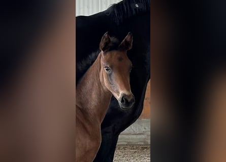 Hanoverian, Mare, , 16,3 hh, Smoky-Black