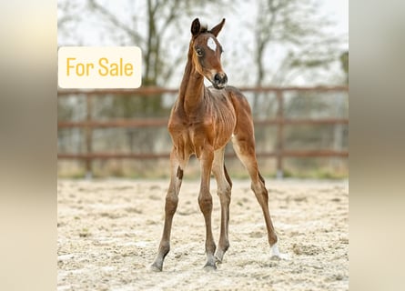 Hanoverian, Mare, Foal (03/2026), 17 hh, Bay-Dark