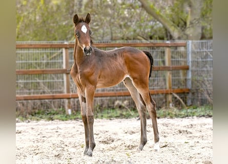 Hanoverian, Mare, Foal (03/2026), 17 hh, Bay-Dark