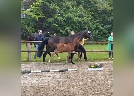 Hanoverian, Mare, Foal (05/2024), 17 hh, Brown