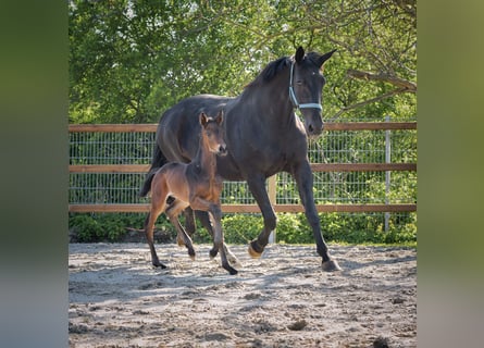 Hanoverian, Mare, Foal (04/2024), 17 hh, Brown
