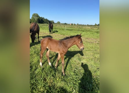 Hanoverian, Mare, Foal (06/2024), 17 hh, Brown