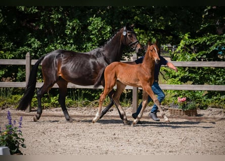 Hanoverian, Mare, , 17 hh, Brown