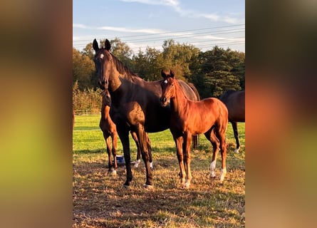 Hanoverian, Mare, Foal (05/2024), 17 hh, Chestnut