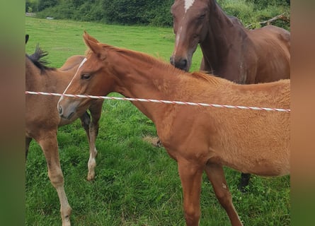 Hanoverian, Mare, Foal (03/2025), 17 hh, Chestnut-Red