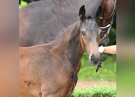 Hanoverian, Mare, Foal (05/2024), Bay-Dark