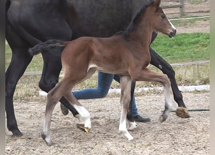 Hanoverian, Mare, , Bay-Dark