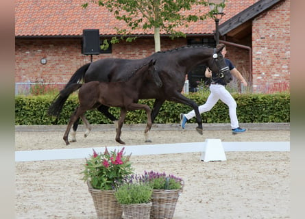 Hanoverian, Mare, Foal (05/2024), Bay-Dark