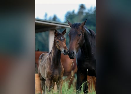 Hanoverian, Mare, Foal (04/2024), Bay-Dark