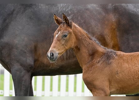 Hanoverian, Mare, , Bay-Dark