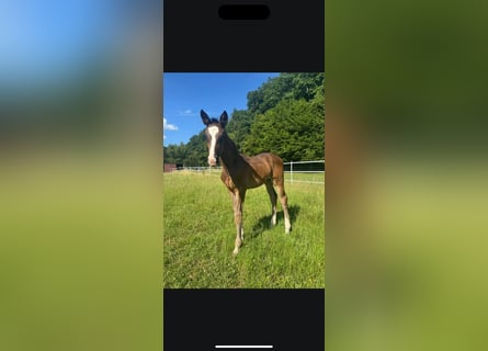 Hanoverian, Mare, Foal (05/2025), Bay-Dark