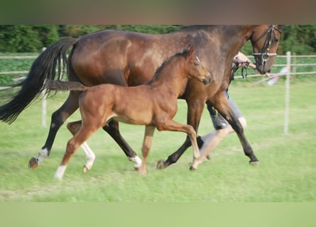 Hanoverian, Mare, , Bay-Dark