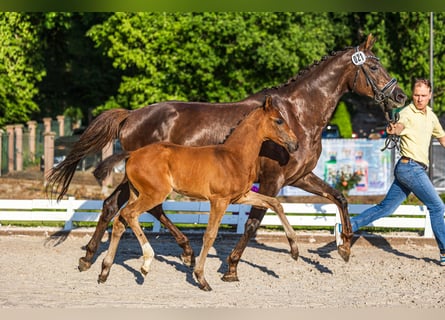 Hanoverian, Mare, Foal (04/2025), Bay-Dark