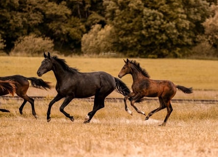 Hanoverian, Mare, Foal (02/2025), Bay-Dark