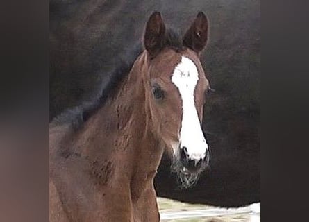 Hanoverian, Mare, , Bay-Dark