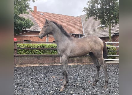 Hanoverian, Mare, Foal (02/2024), Bay-Dark