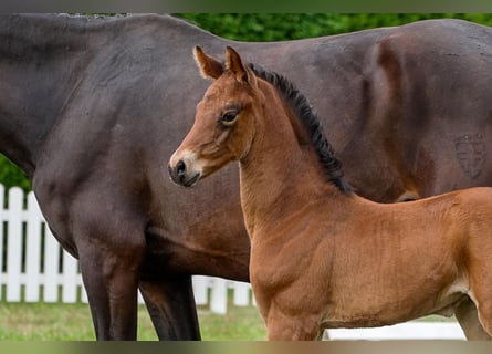 Hanoverian, Mare, , Bay-Dark