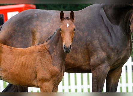 Hanoverian, Mare, , Bay-Dark