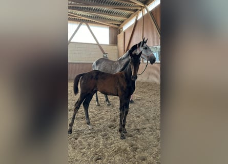 Hanoverian, Mare, Foal (04/2024), Bay-Dark