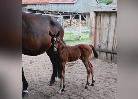 Hanoverian, Mare, Foal (06/2024), Bay-Dark