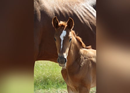 Hanoverian, Mare, , Bay