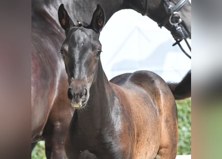 Hanoverian, Mare, Foal (05/2024), Black