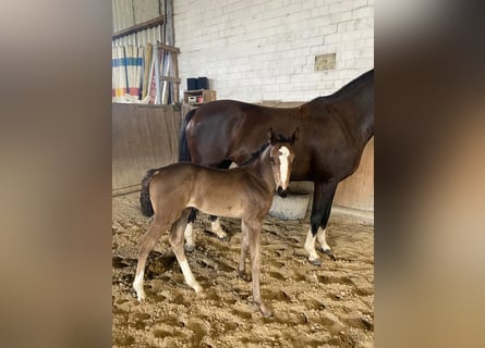 Hanoverian, Mare, Foal (06/2025), Black
