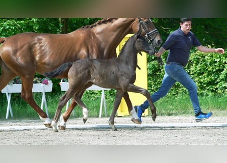 Hanoverian, Mare, Foal (01/2024), Black