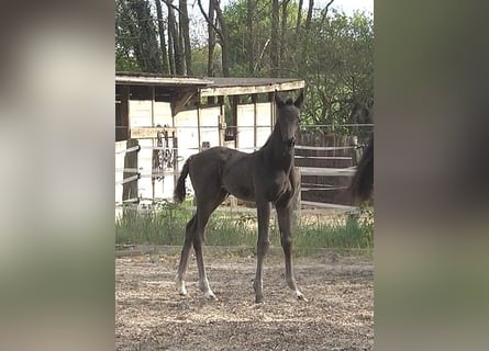 Hanoverian, Mare, , Black