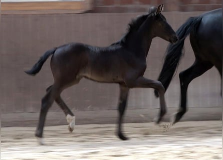 Hanoverian, Mare, Foal (03/2026), Black
