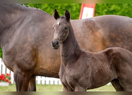 Hanoverian, Mare, , Black