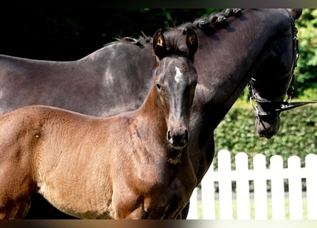 Hanoverian, Mare, , Black