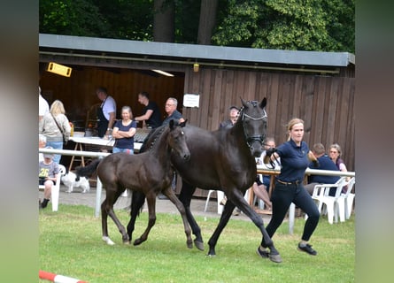 Hanoverian, Mare, Foal (04/2025), Black