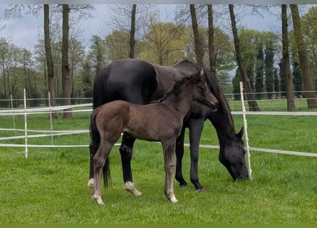 Hanoverian, Mare, , Black