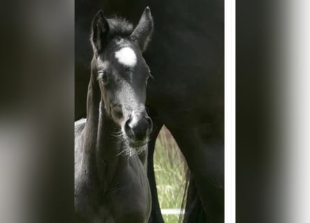 Hanoverian, Mare, Foal (03/2026), Black