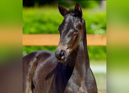 Hanoverian, Mare, , Black