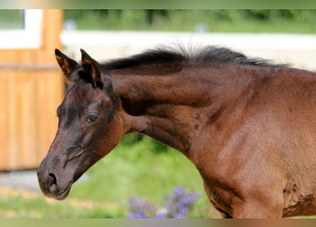 Hanoverian, Mare, , Black