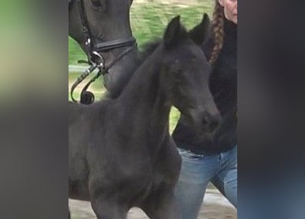 Hanoverian, Mare, , Black
