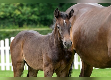 Hanoverian, Mare, , Black