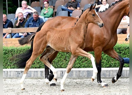 Hanoverian, Mare, Foal (04/2025), Brown
