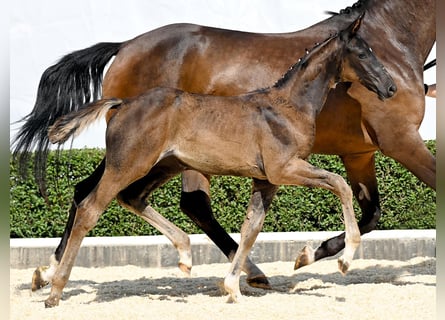 Hanoverian, Mare, Foal (05/2025), Brown