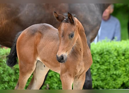 Hanoverian, Mare, , Brown