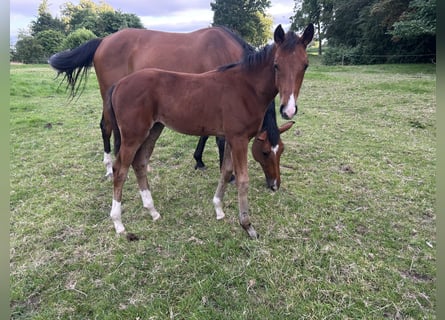 Hanoverian, Mare, Foal (04/2025), Brown