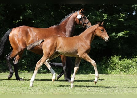 Hanoverian, Mare, Foal (04/2024), Brown