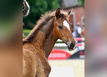 Hanoverian, Mare, Foal (02/2025), Brown