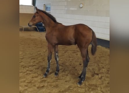 Hanoverian, Mare, Foal (05/2024), Brown