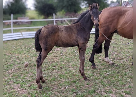 Hanoverian, Mare, Foal (06/2025), Brown