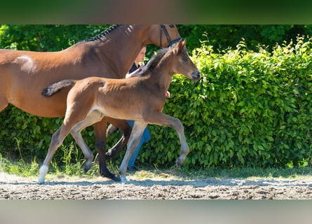 Hanoverian, Mare, , Brown